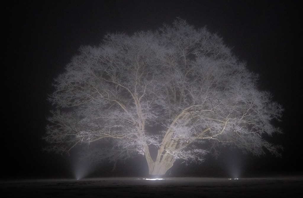 雪の華
