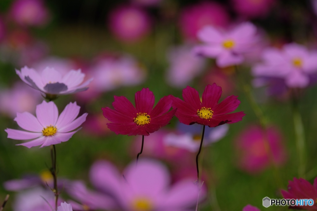 秋桜