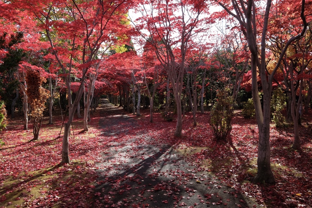 真っ赤な秋