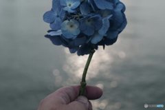 紫陽花