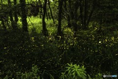 幻