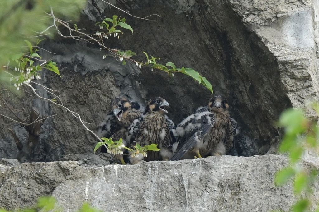 ハヤブサ幼鳥
