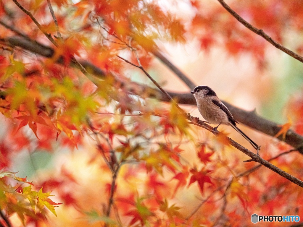 紅葉狩り