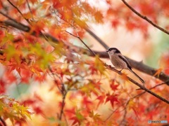 紅葉狩り