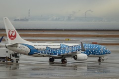 【JAL】Boeing737-800