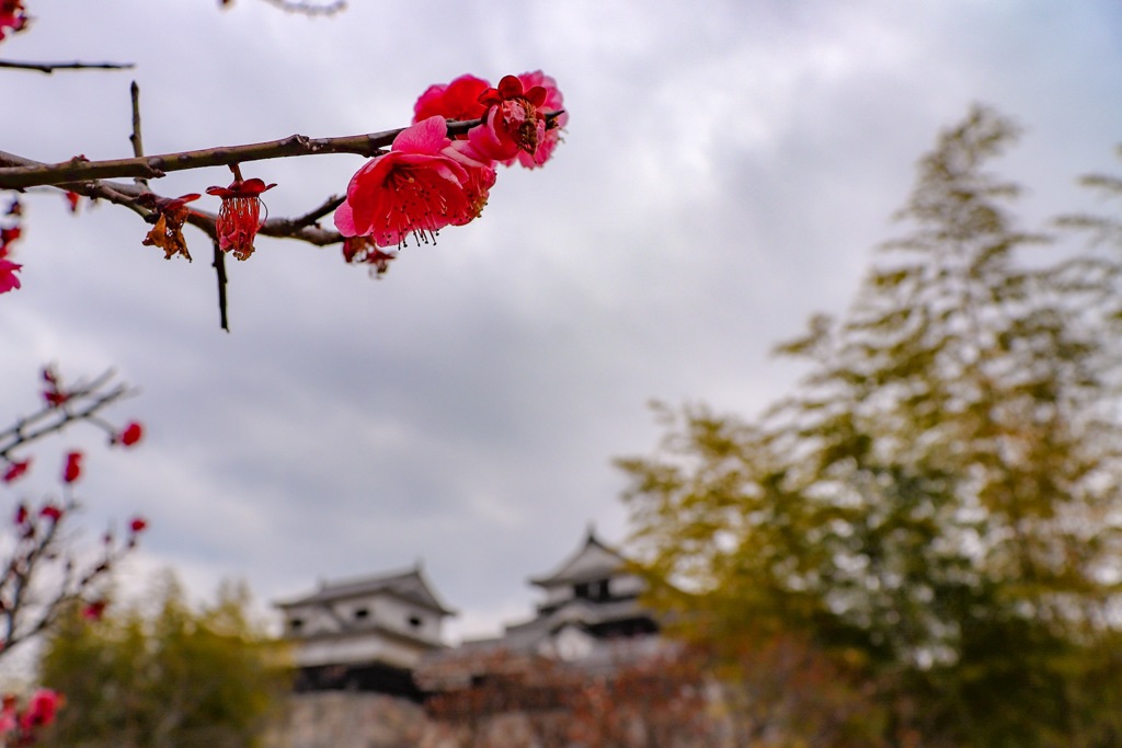 松山城