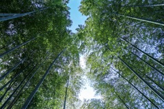 竹林③