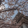 桜×太陽×城
