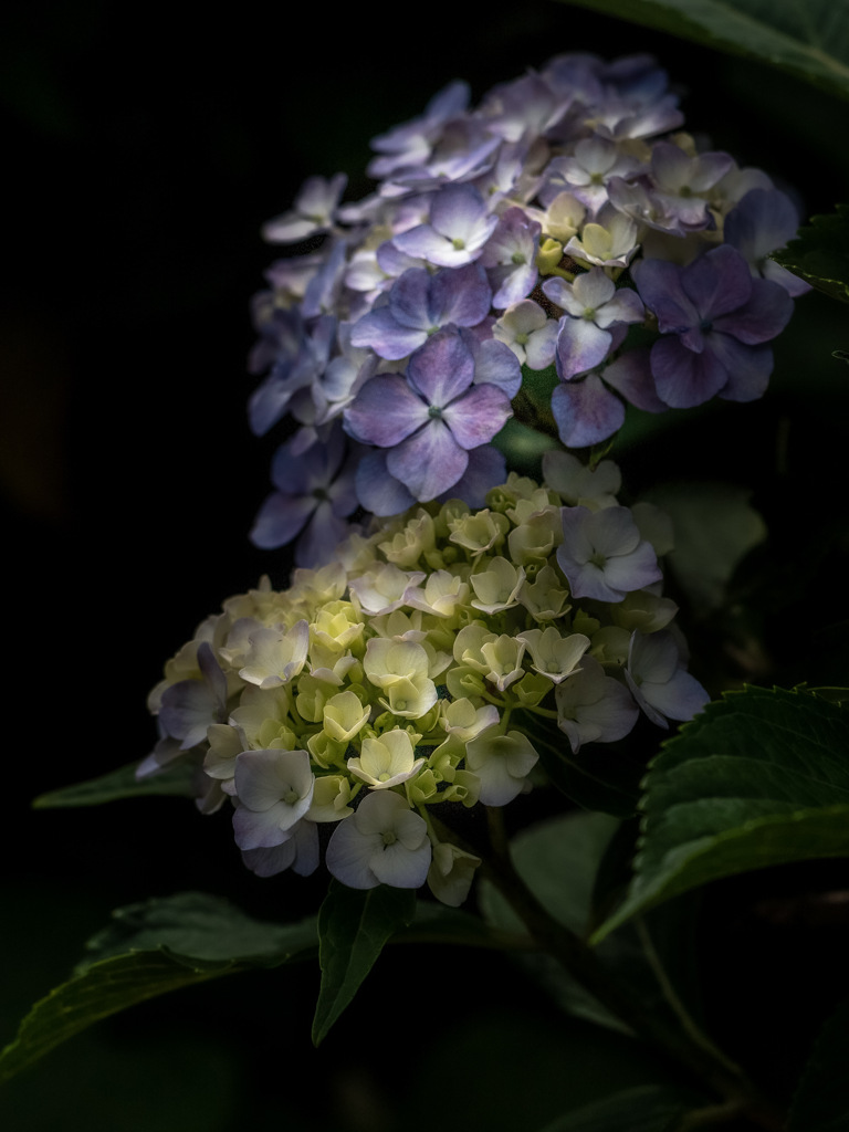 hydrangea