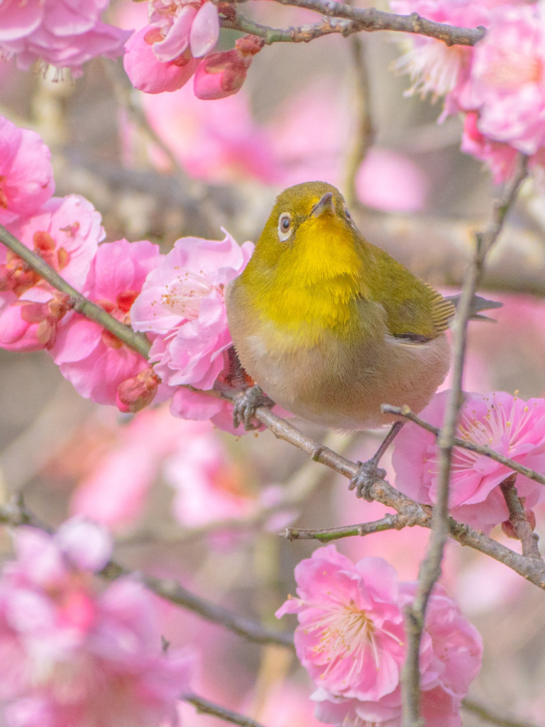 ウメジロー来たる