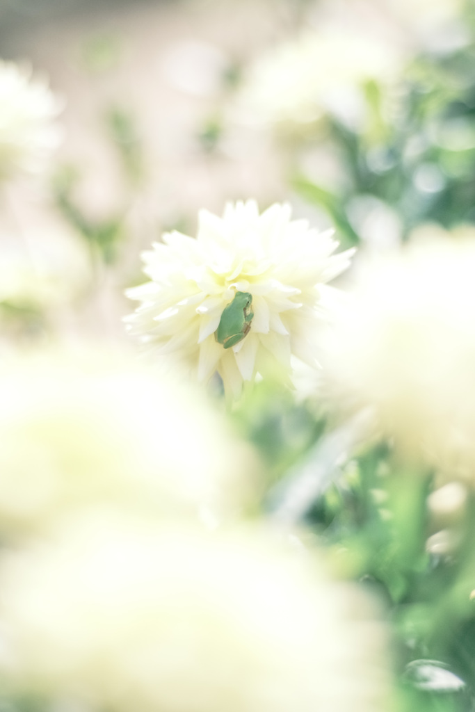 陽向ぼっこ