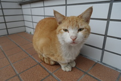 ねこ