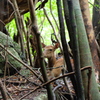 屋久島の鹿