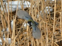 シジュウカラ...(四十雀)