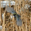 シジュウカラ...(四十雀)