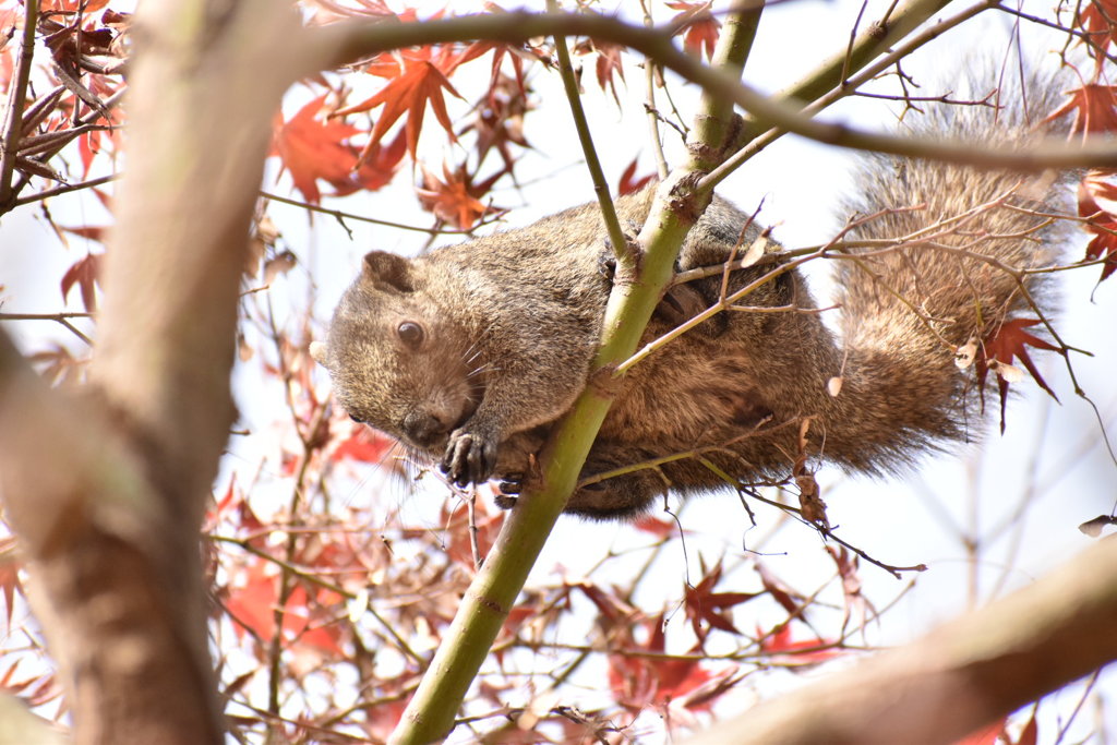 紅葉の中に