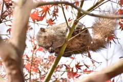 紅葉の中に