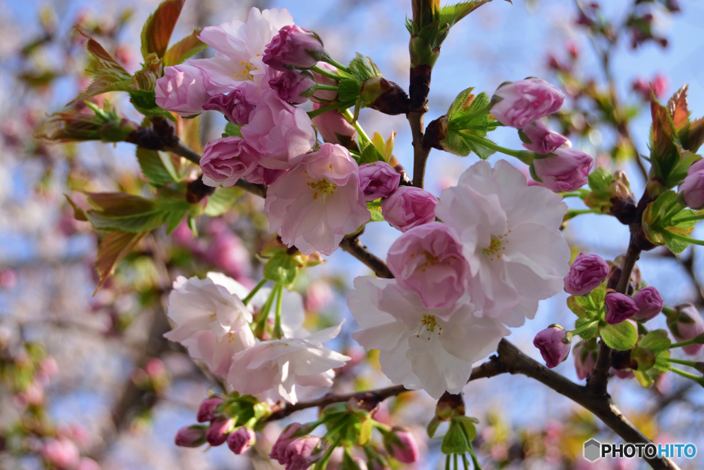 八重桜