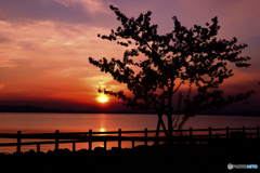 児島湖と河津桜