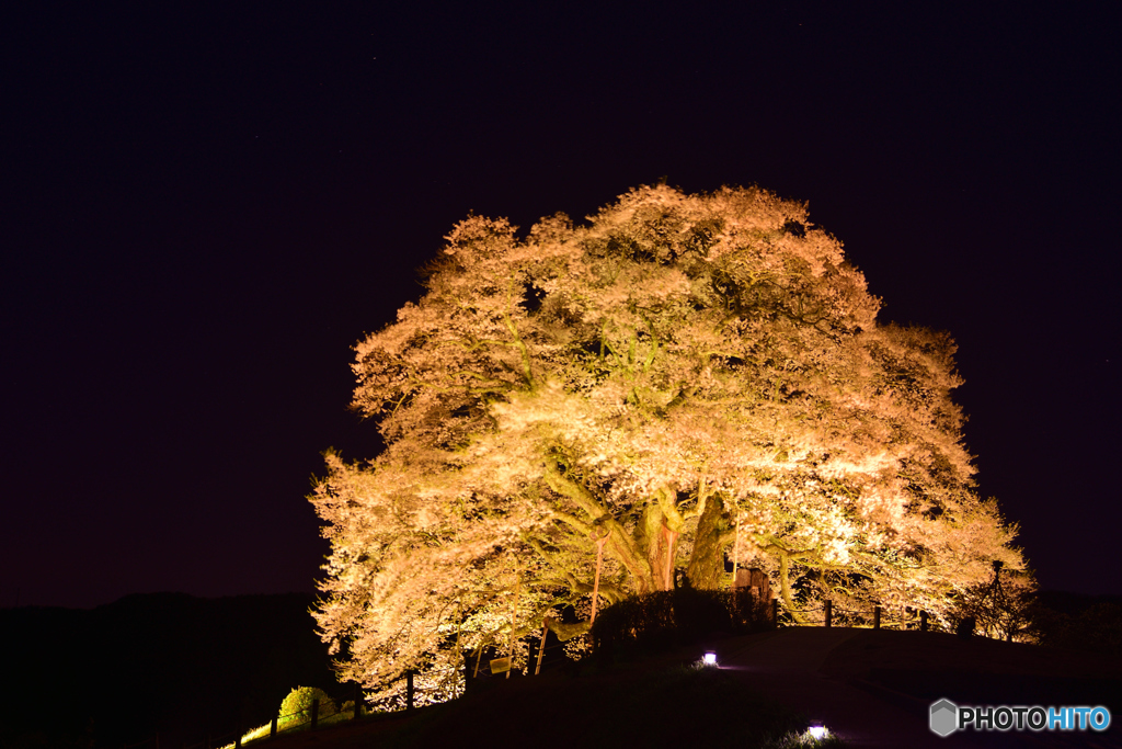 醍醐桜