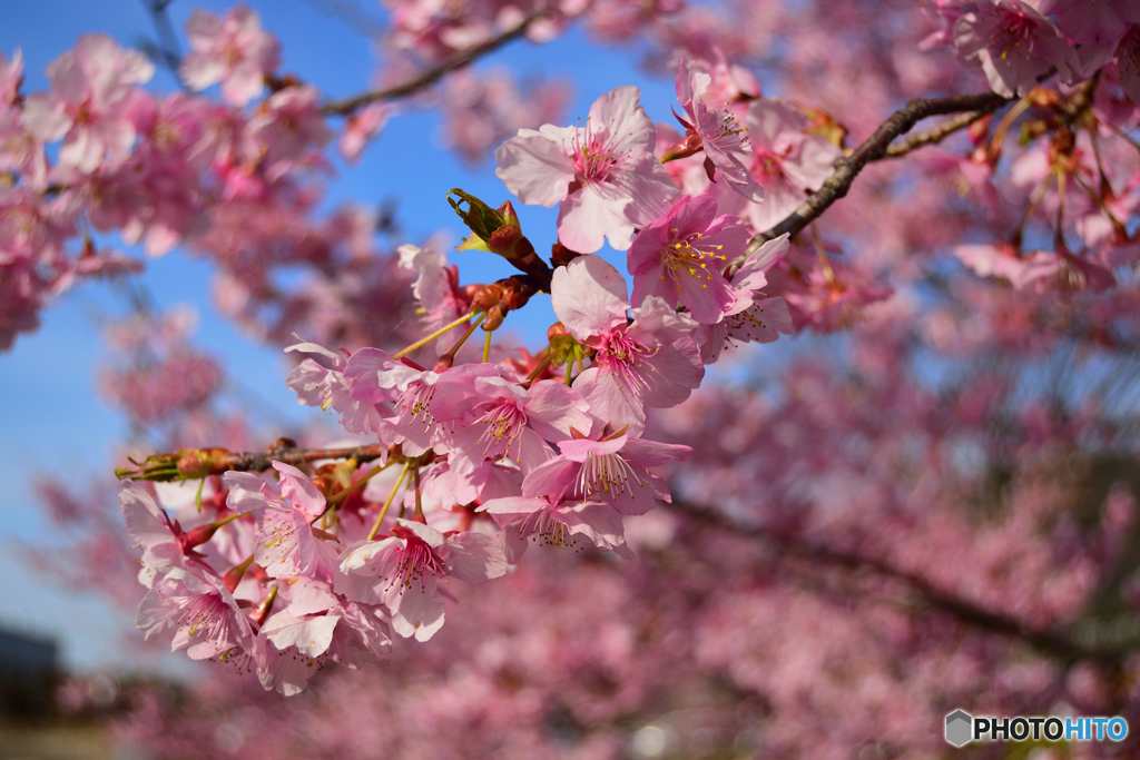 河津桜