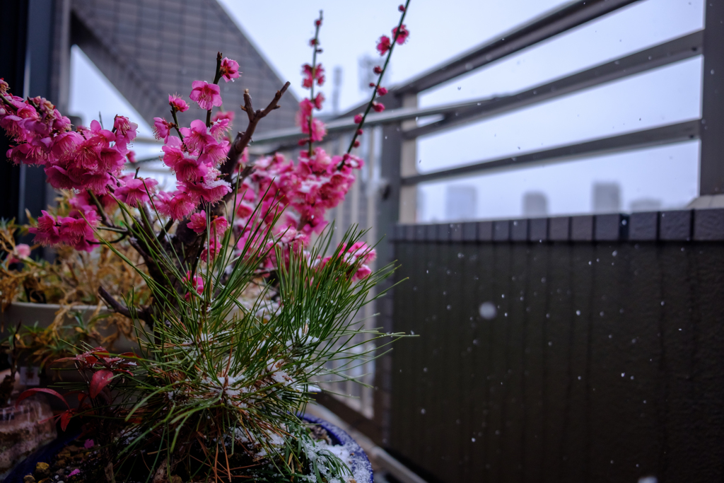 雪と花
