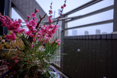 雪と花