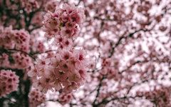 新宿御苑　桜　