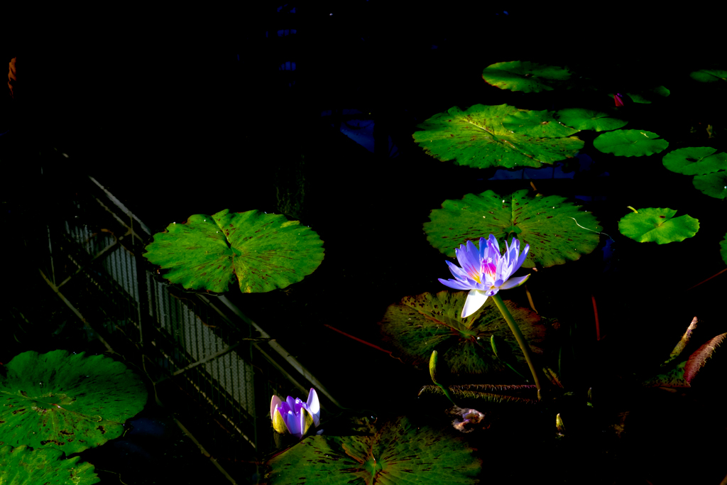 新宿御苑 花