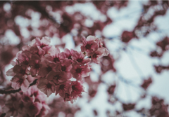新宿御苑　桜　