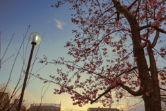 桜
