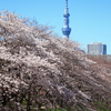 桜と東京スカイツリー