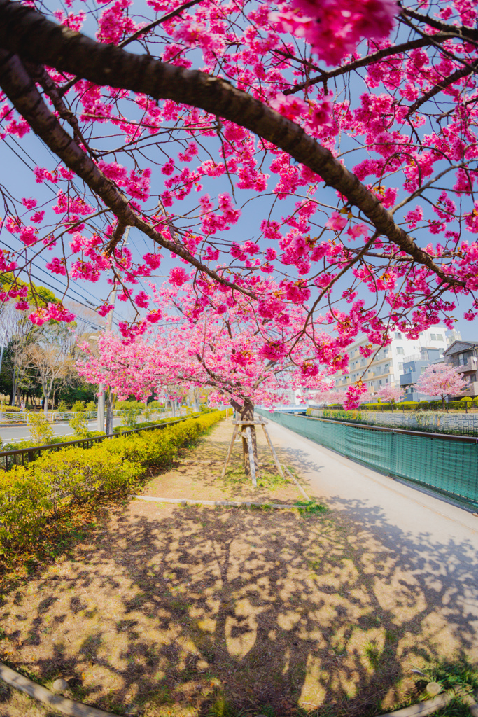 河津桜