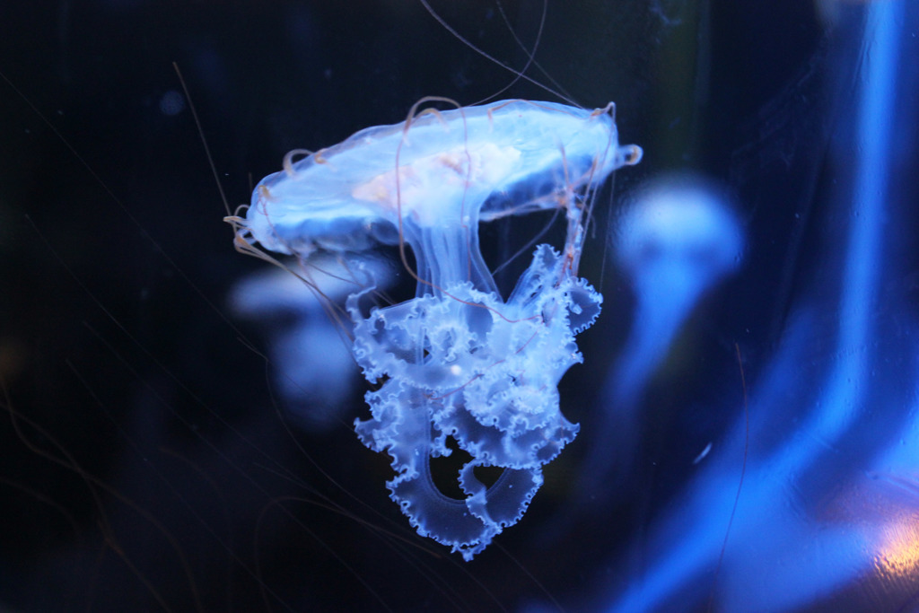 クラゲは生きたモダンアート Jellyfish, Living Modern A