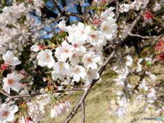 岡崎公園 桜