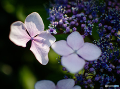 紫陽花