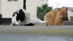 ブチと茶トラ