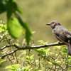 宮城県牛野ダム　ヒヨドリ