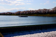 宮城県　一目千本桜