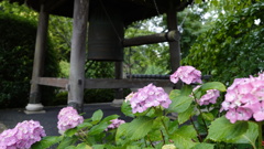 仙台市 資福寺の紫陽花