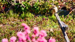 宮城県 一目千本桜 モズ