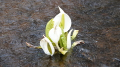 宮城県加美町荒沢湿原　水芭蕉②