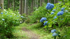 みちのくあじさい園　DSC06764