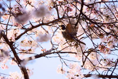 宮城県 一目千本桜 ヒヨドリ