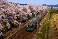 宮城県　一目千本桜