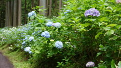 みちのくあじさい園　DSC06777
