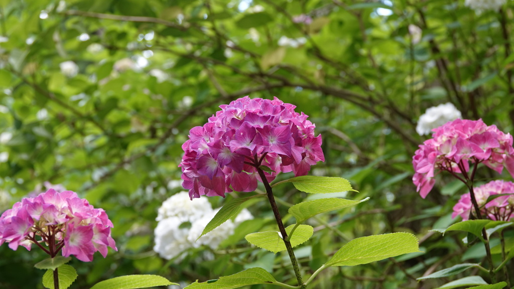 みちのくあじさい園　DSC06787