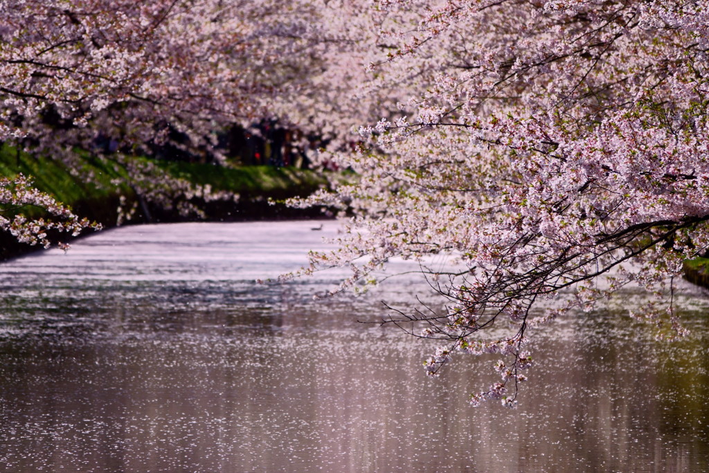 弘前公園