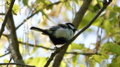 宮城県牛野ダム　シジュウカラ