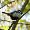 宮城県牛野ダム　シジュウカラ